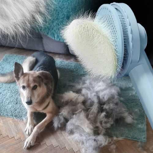 brosse-pour-chien-ronde-image-principale