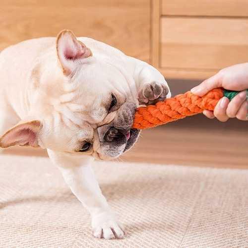carotte-jouet-chien-image-principale
