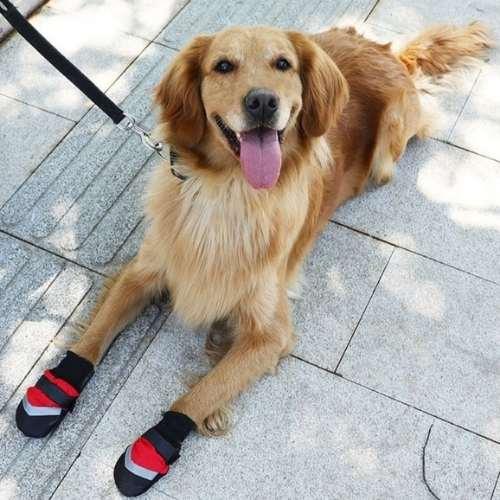 chaussures-pour-chiens-assis