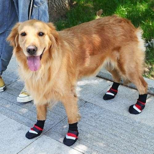 chaussures-pour-chiens-debout