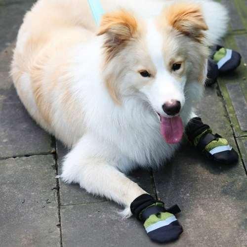    chaussures-pour-chiens-modele