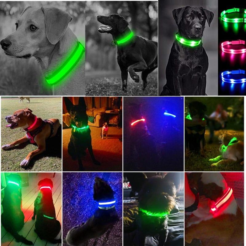collier-lumineux-chien-exemples