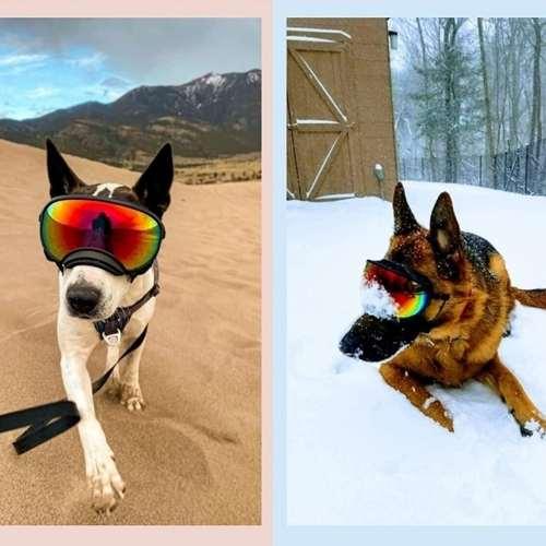 lunette-de-soleil-pour-chien-desert-neige
